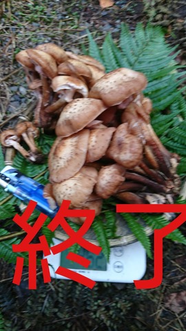 天然きのこ 松茸 国産 極上‼️ マツタケ まつたけ 大自然の凛さん採取