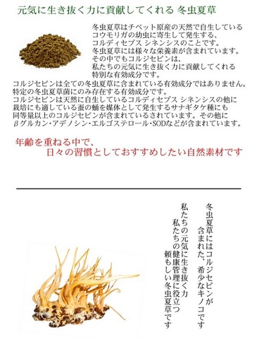 島根県産  冬虫夏草 30g 蚕蛹由来 サナギタケ種 コルジセピン含有 ロッカクレイシ 子実体+菌糸体 島根県産