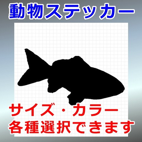 金魚：ワキン