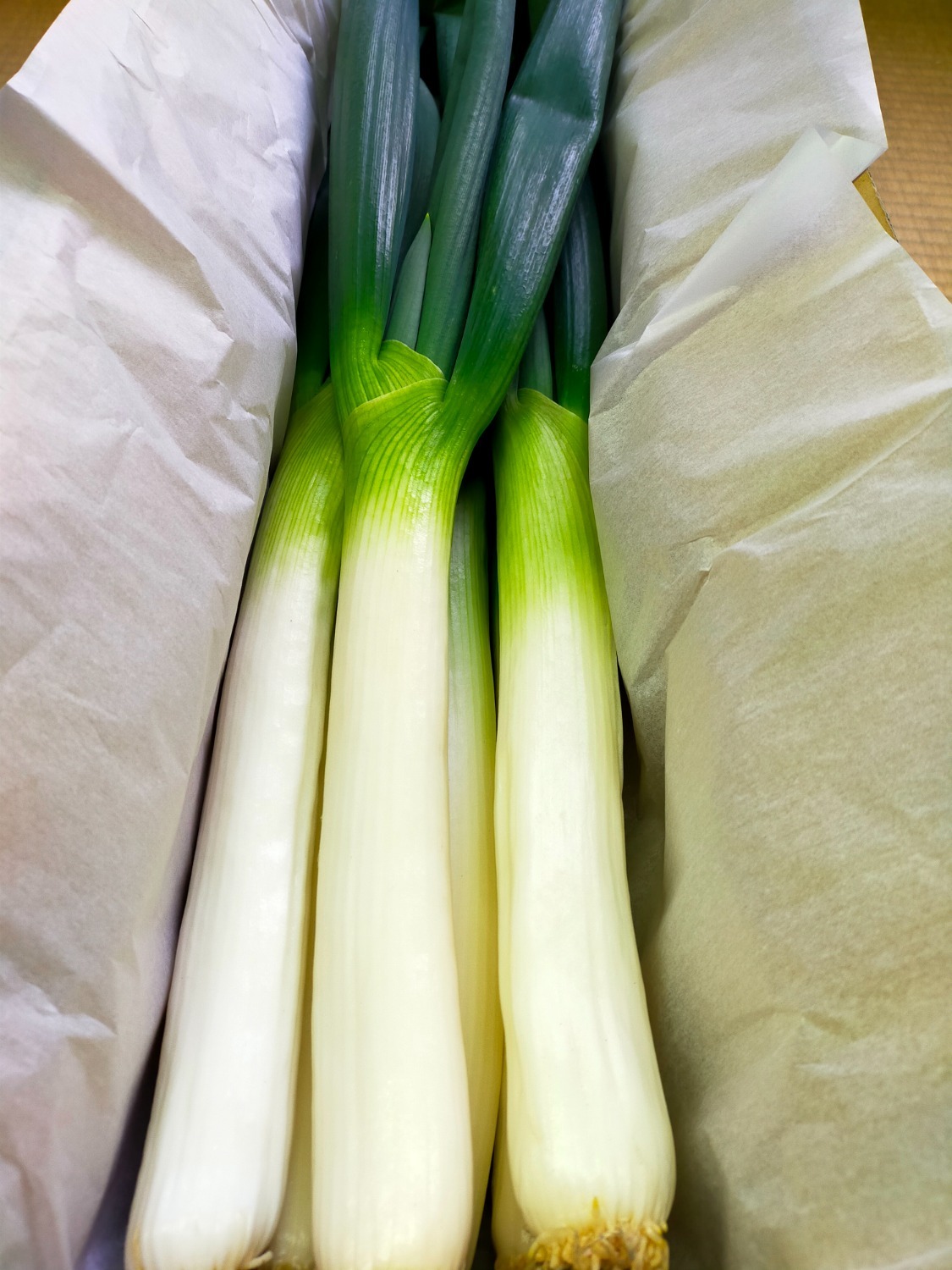【贈答用・特別栽培】岩津ねぎ１.2ｋｇ（２Lサイズ）