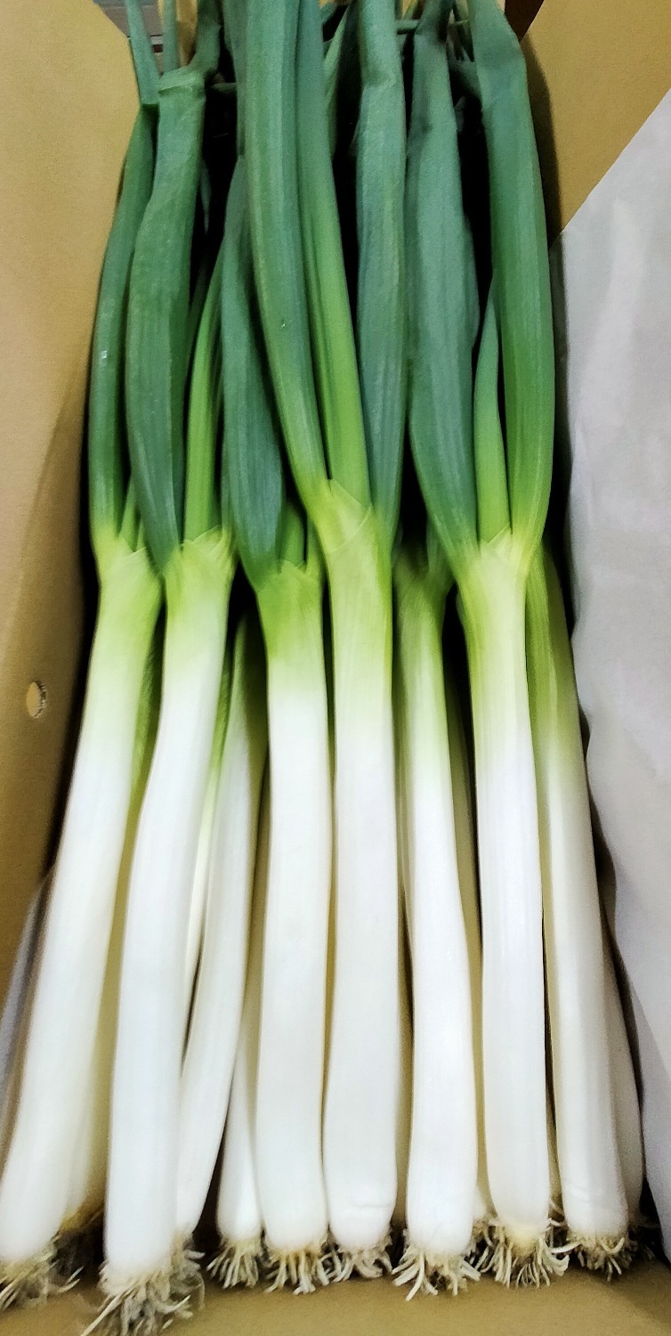 【贈答用・特別栽培】岩津ねぎ２ｋｇ（L～２Lサイズ）