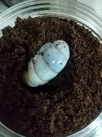 ｟幼虫｠ヘラクレスオオカブト　幼虫3令　ペア