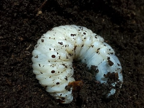 ｟幼虫｠ヘラクレスオオカブト　幼虫3令　ペア