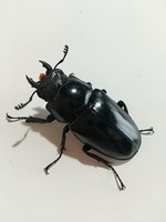 ｟幼虫｠ギラファノコギリクワガタ　幼虫3令　ペア