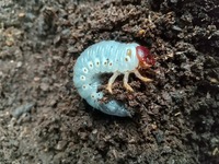 ｟幼虫｠レックスゾウカブト　２令幼虫　３頭セット