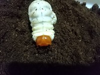 ｟幼虫｠ギラファノコギリクワガタ　幼虫3令　ペア